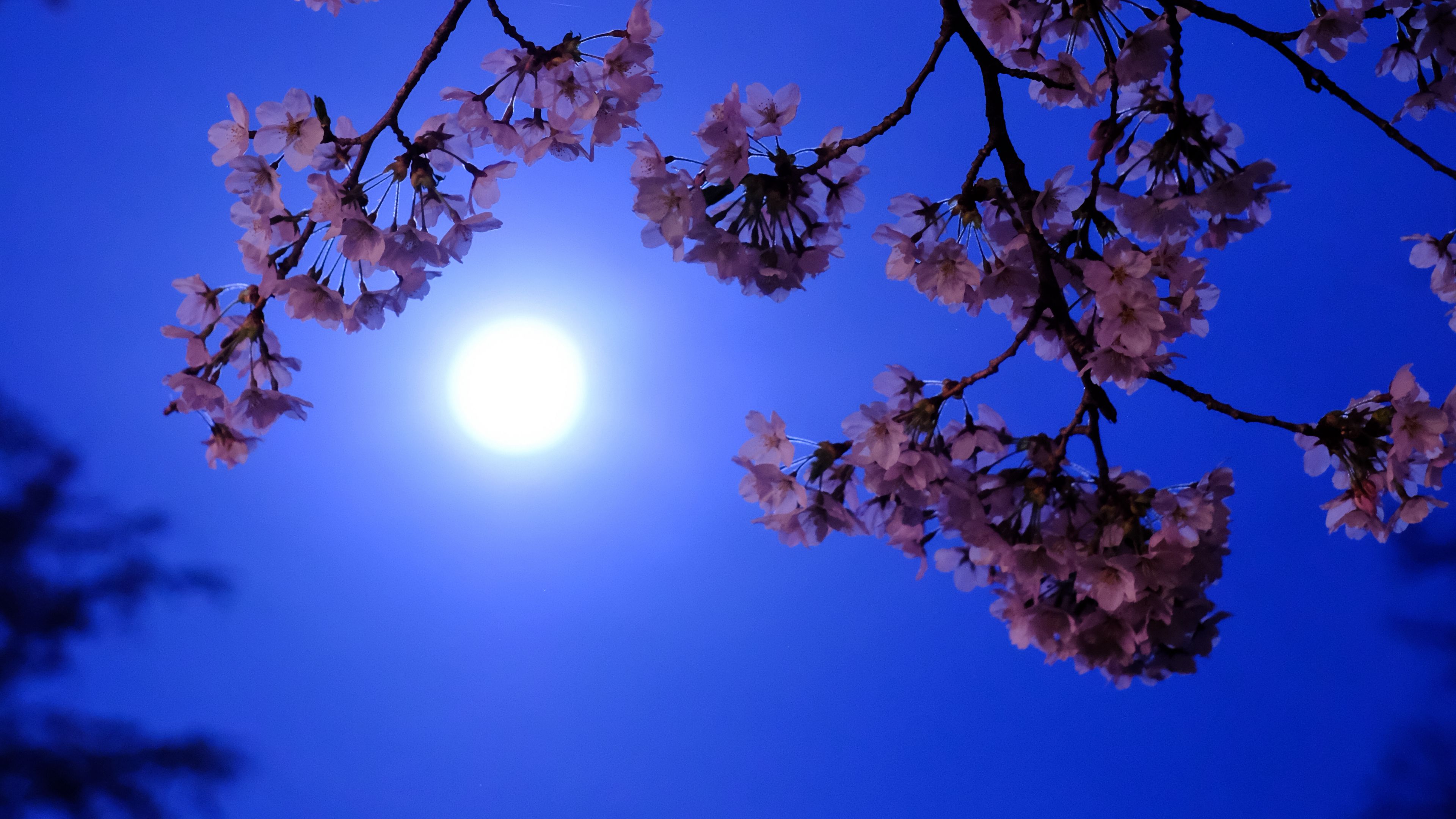 moon flowers bloom 4k 1692284975