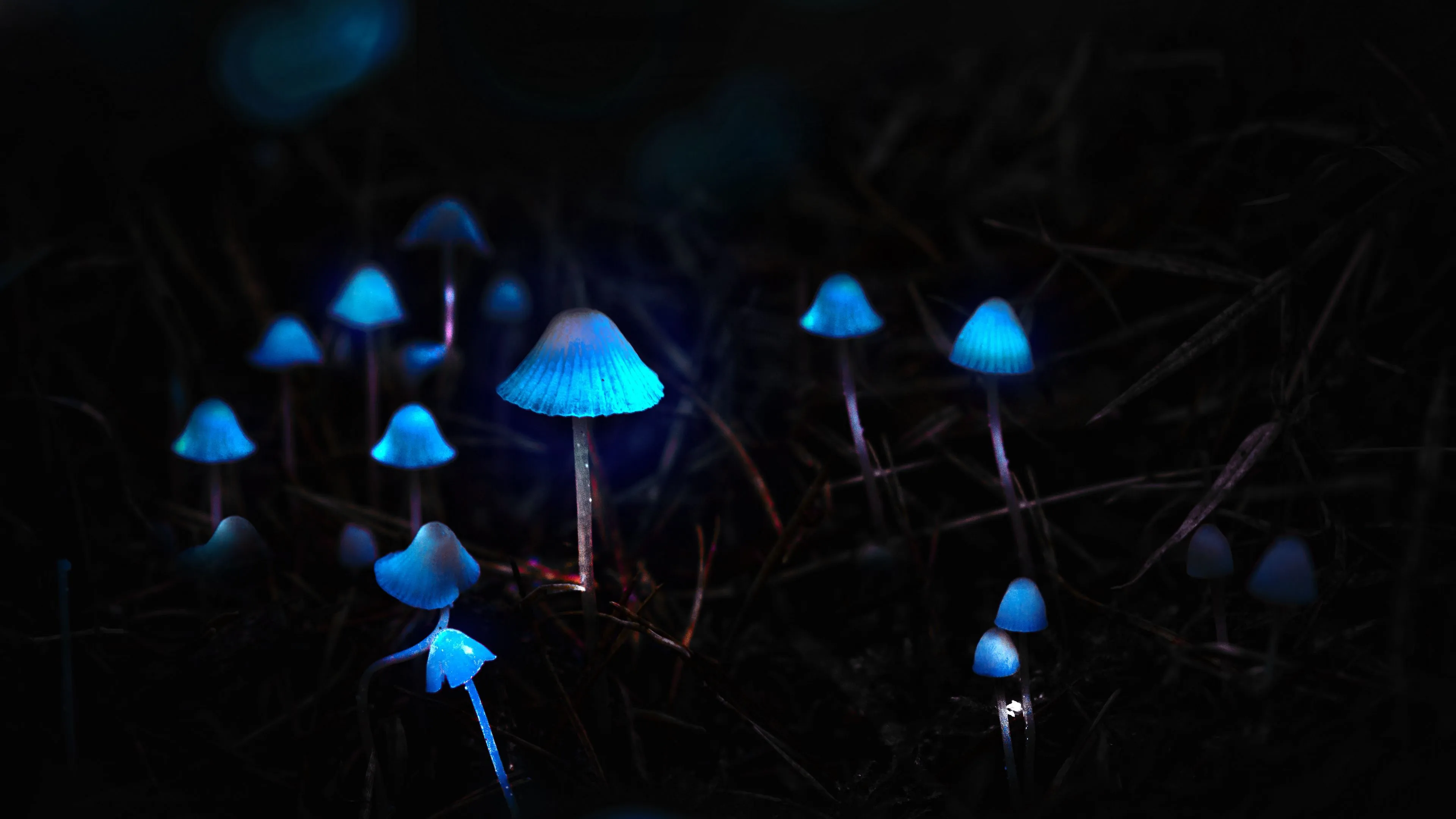 mushrooms toadstools glow photoshop 4k 1692006754