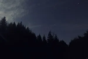 night sky trees darkness 4k 1692100646