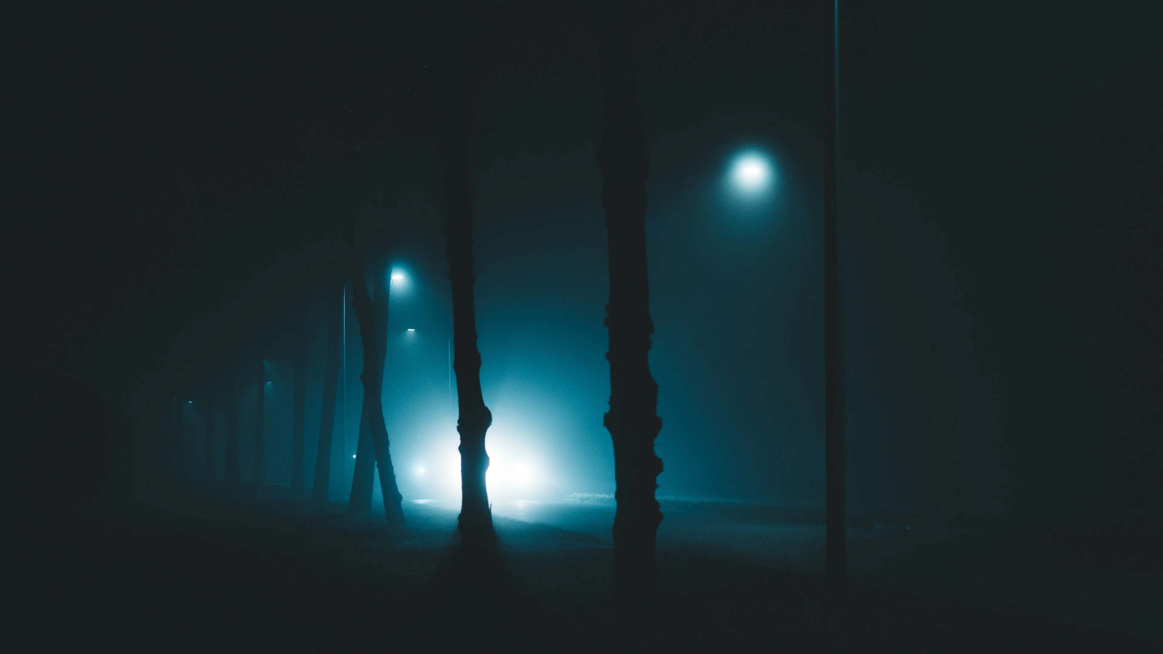 night trees fog lights light gloomy enveloping 4k 1692006750