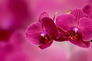 orchid flower petals pink 4k 1692270201