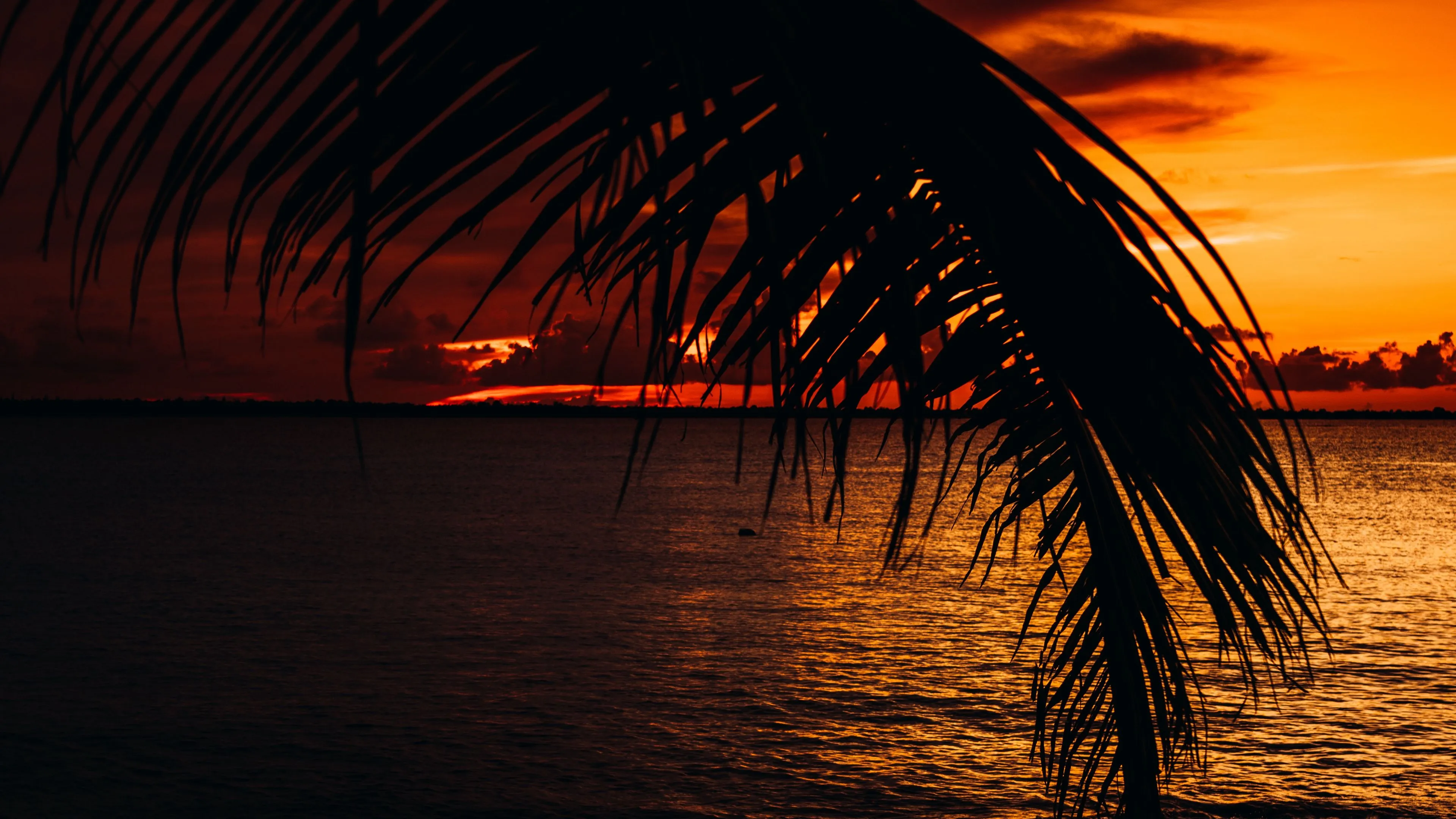 palm sea sunset dark twilight 4k 1691849539