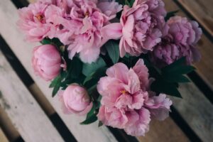 peonies flowers bouquet pink 4k 1692270200