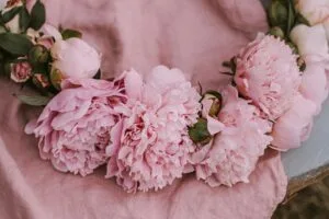 peonies flowers pink 4k 1692284269