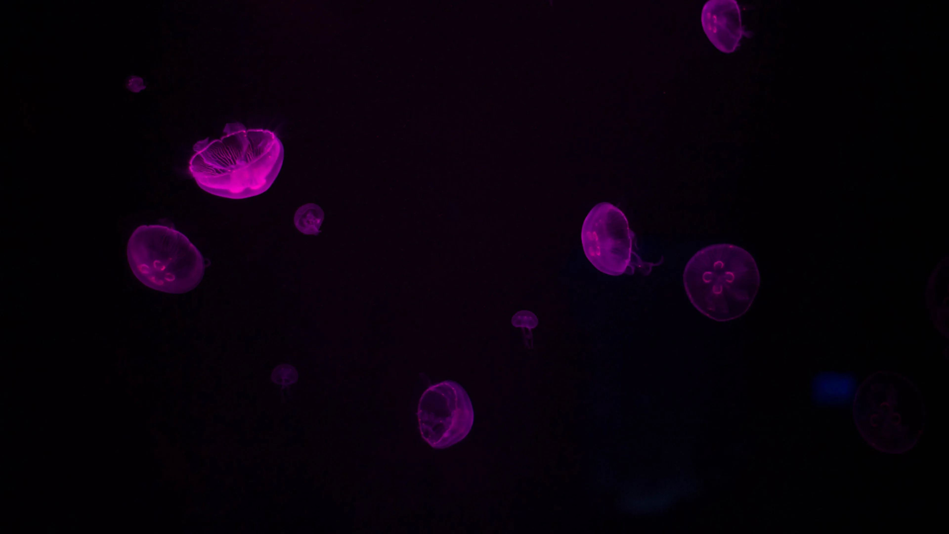 purple dark underwater 4k walpaper 1692028756