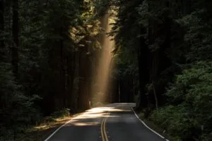 road turn sunlight forest trees 4k 1692006754