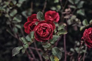 rose drops blur 4k 1692284269