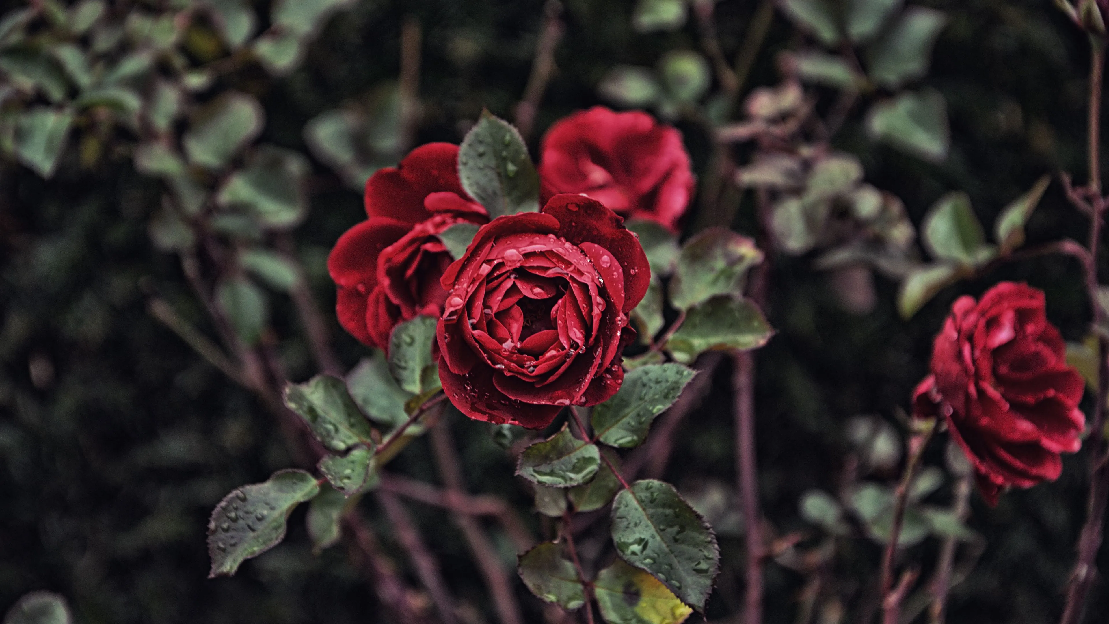 rose drops blur 4k 1692284269