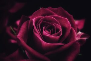 rose flower petals 4k 1692269639