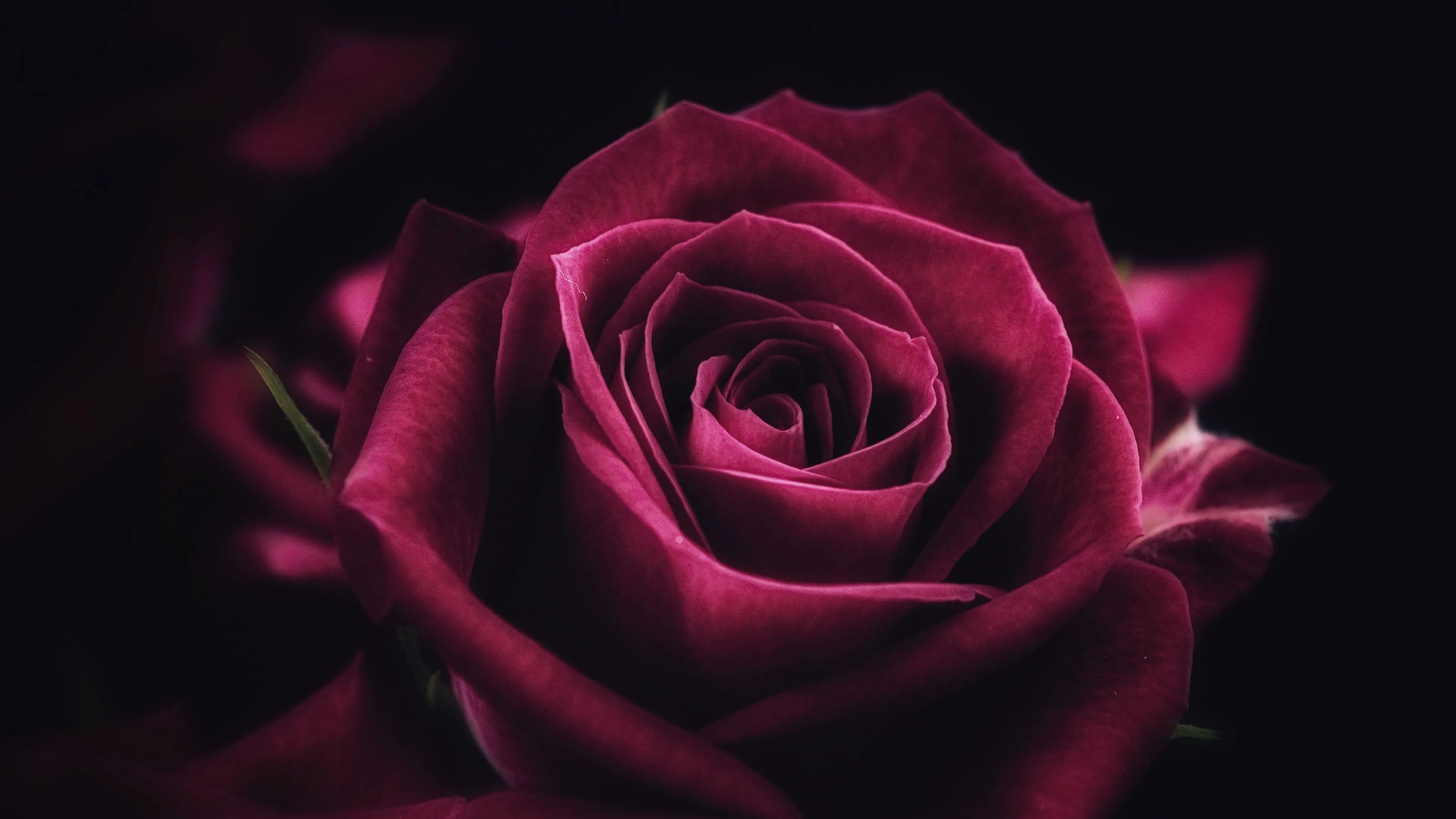 rose flower petals 4k 1692269639