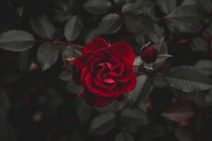 rose red flower bud 4k 1692270204