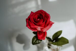 rose red flower closeup 4k 1692284975