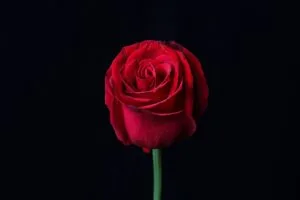rose red flower dark 4k 1692284269
