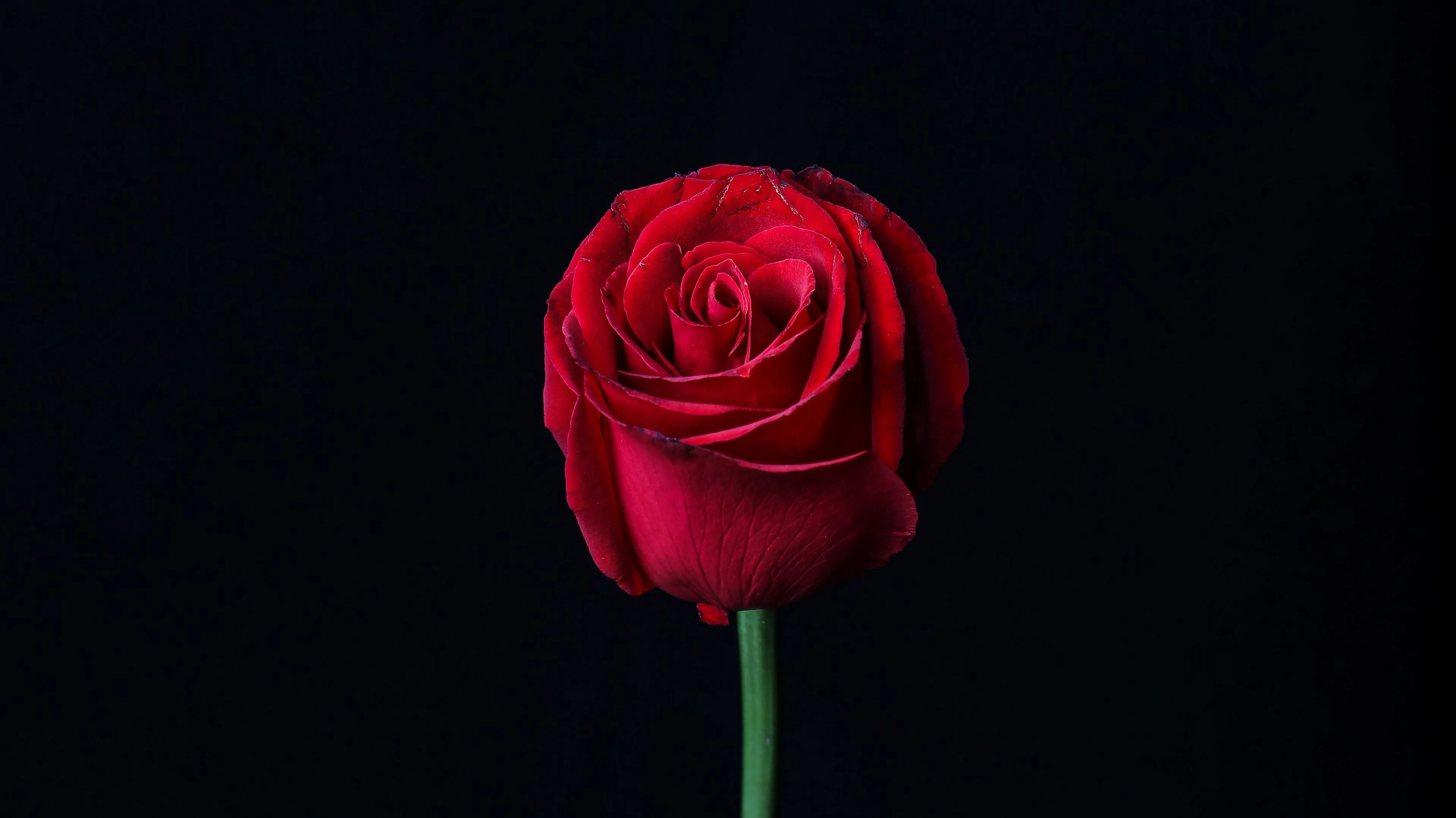 rose red flower dark 4k 1692284269