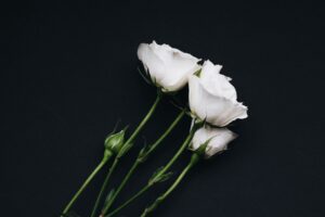 roses bouquet white black background 4k 1692284604