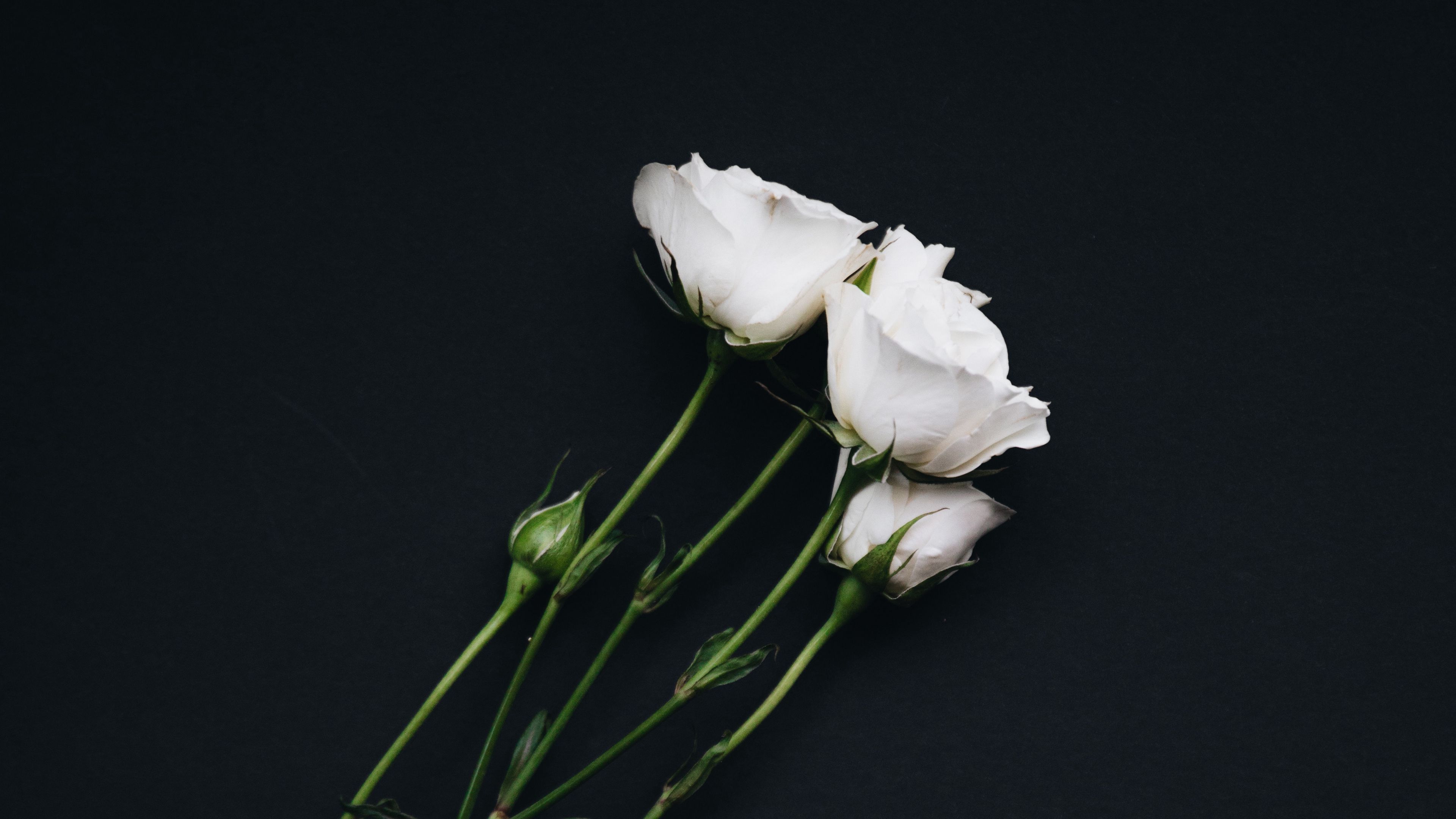 roses bouquet white black background 4k 1692284604