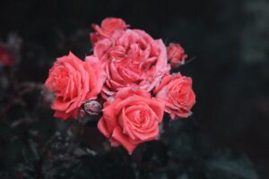 roses bush buds 4k 1692284975