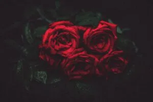 roses drops buds dark background 4k 1691849539