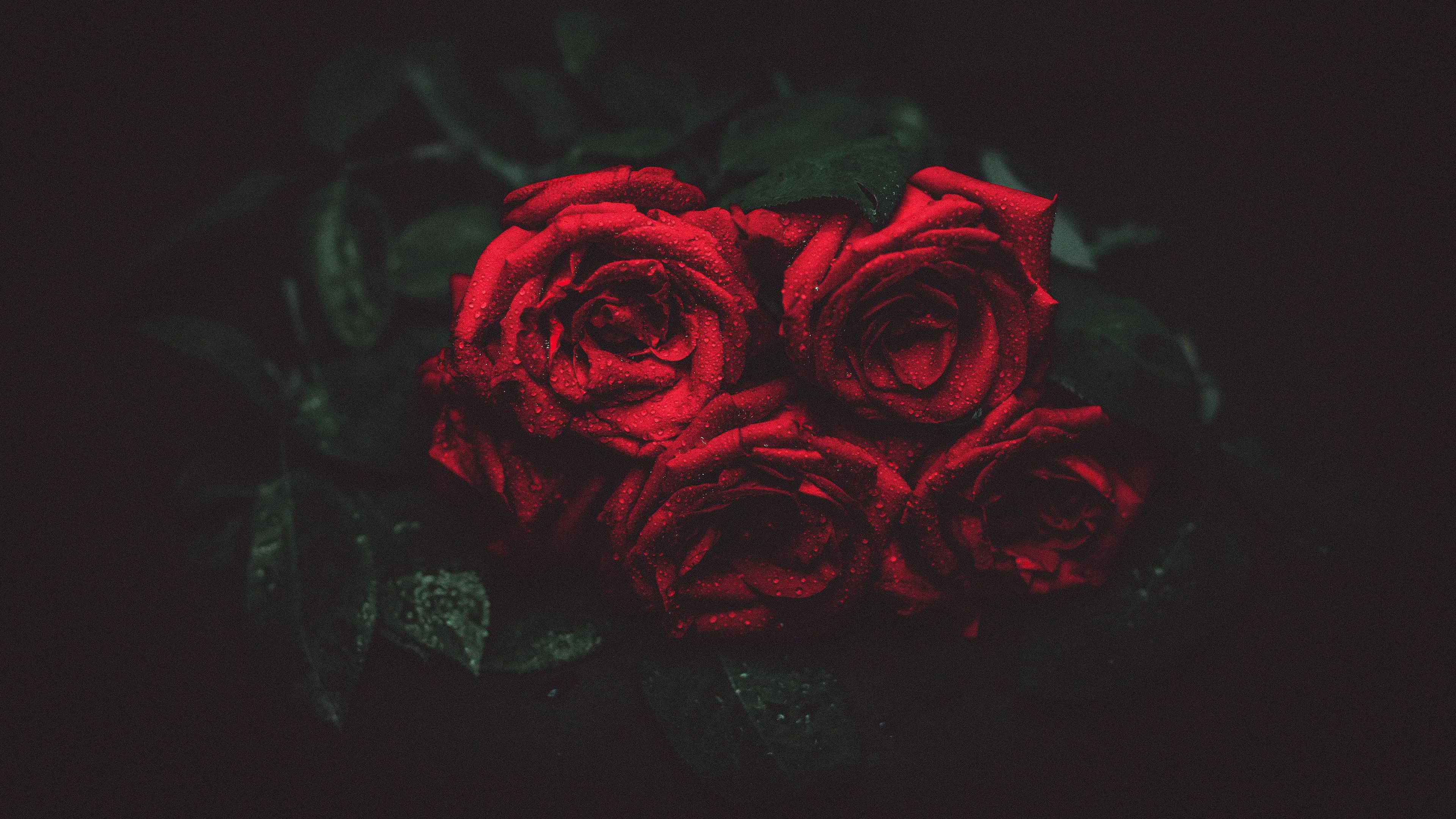 roses drops buds dark background 4k 1691849539