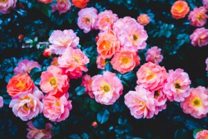 roses flowers pink bloom bush 4k 1692284604