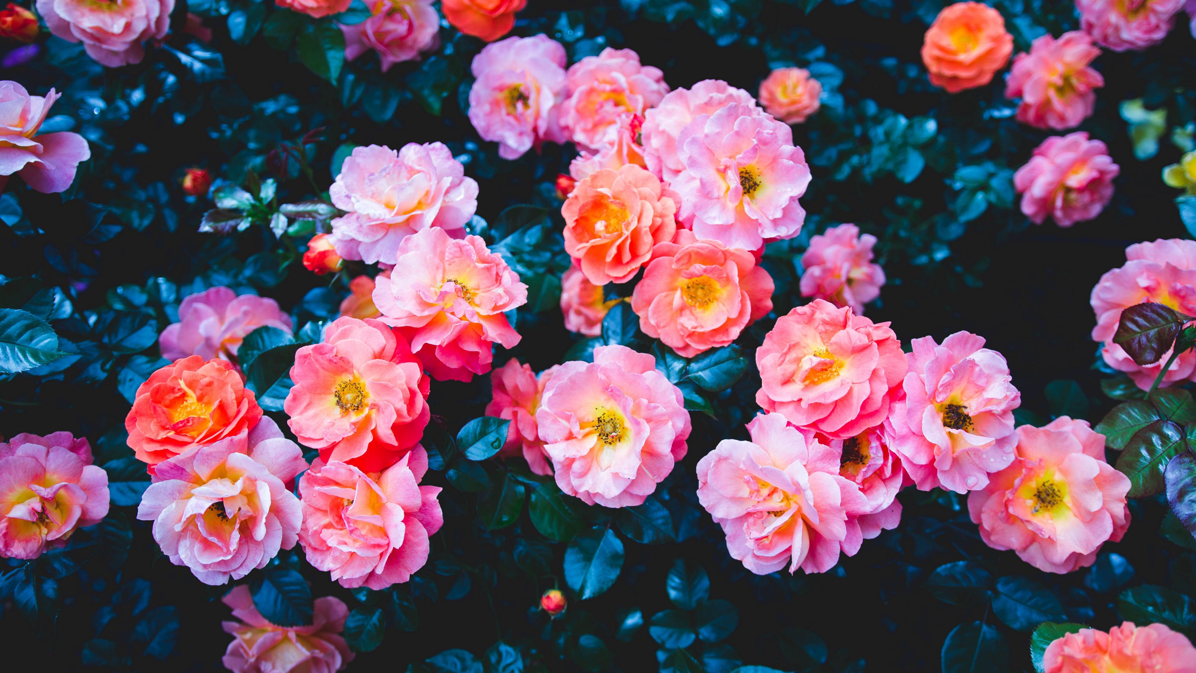 roses flowers pink bloom bush 4k 1692284604
