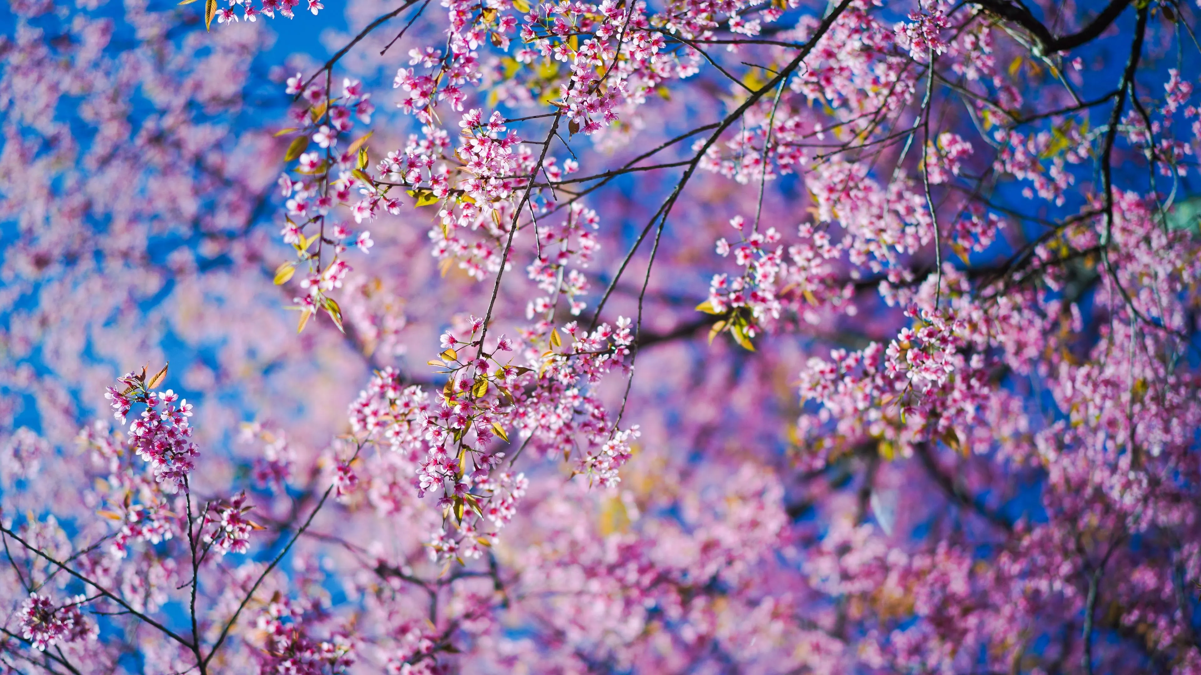 sakura flowers branches 4k 1692269639