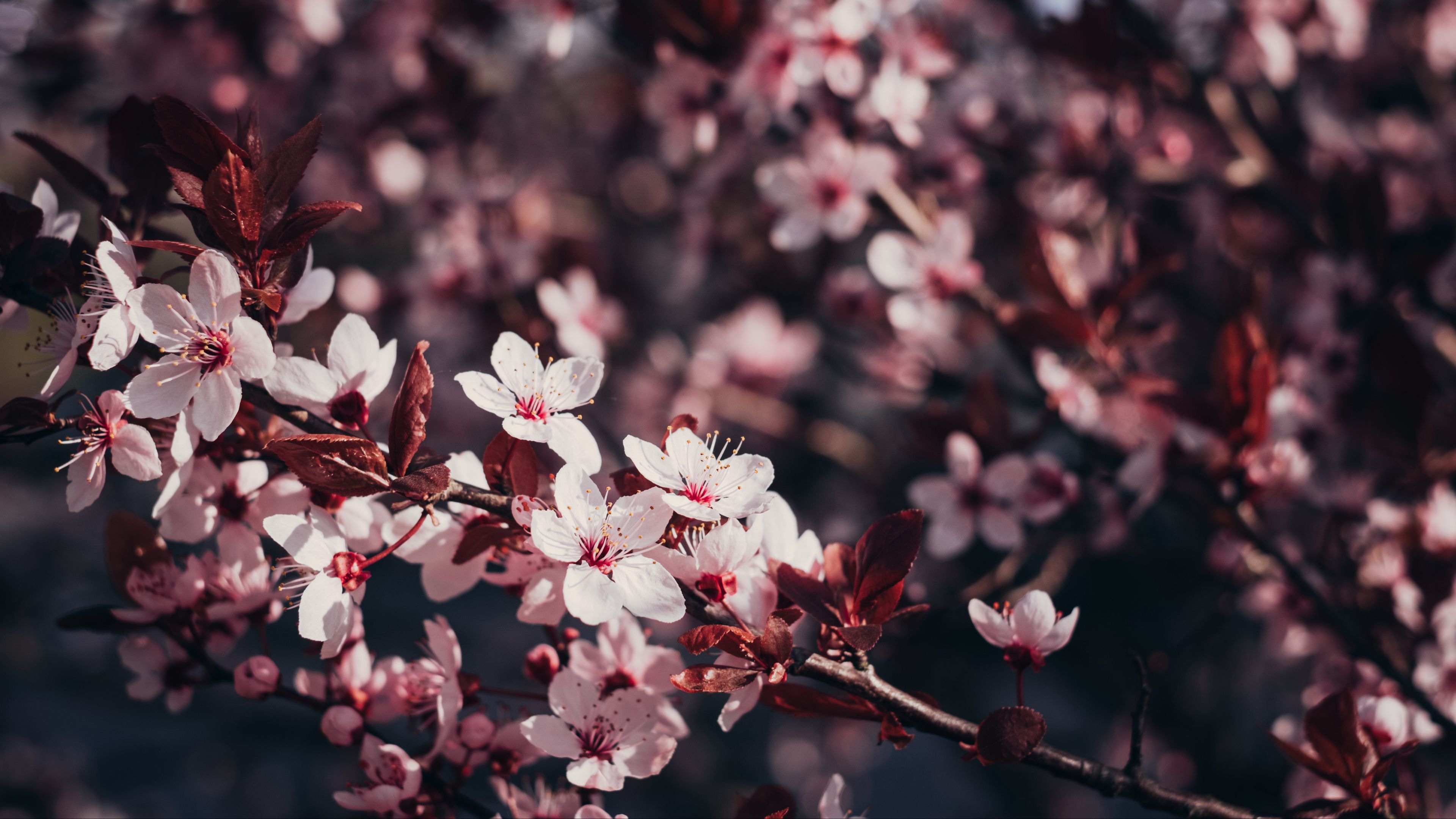 sakura flowers branches cherry 4k 1692284604