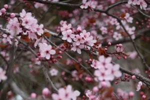 sakura flowers branches plant 4k 1692269639
