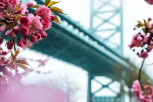 sakura flowers bridge spring 4k 1692269639