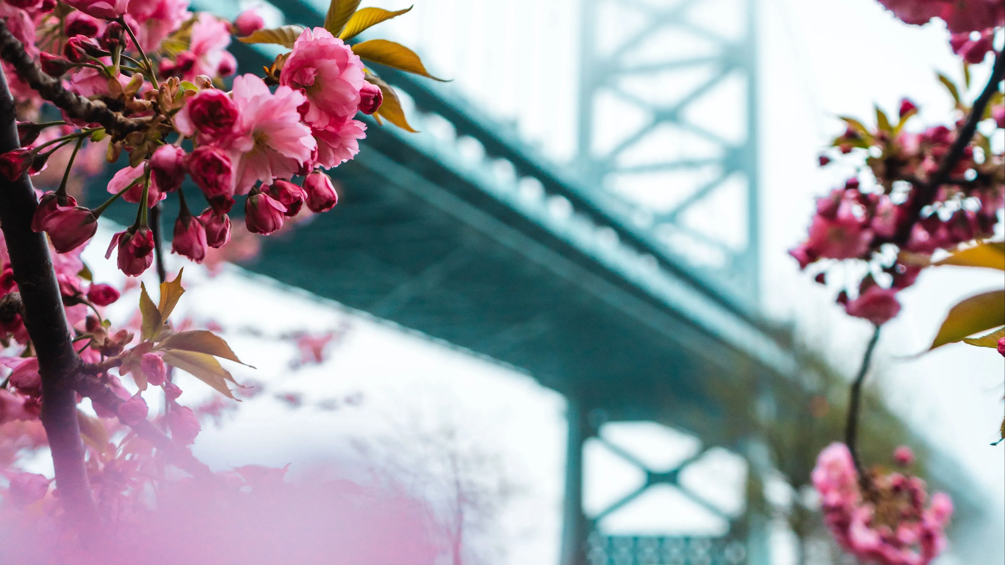 sakura flowers bridge spring 4k 1692269639