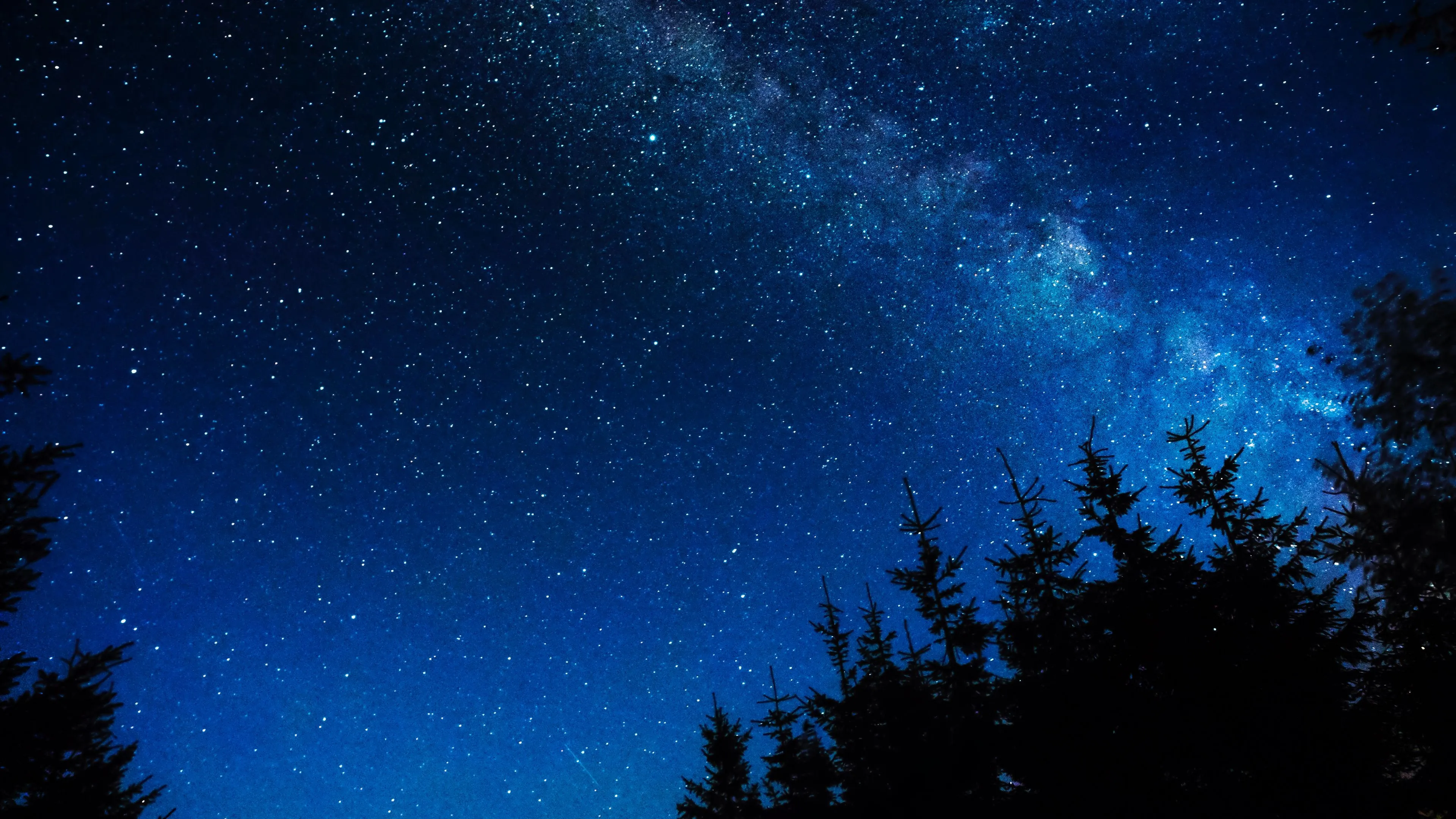 sky night stars glitter trees 4k 1692180674