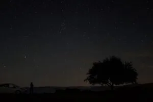 starry sky tree night sky 4k 1691849539