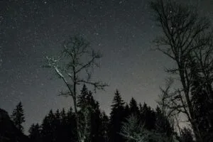 stars night sky trees 4k 1691849539