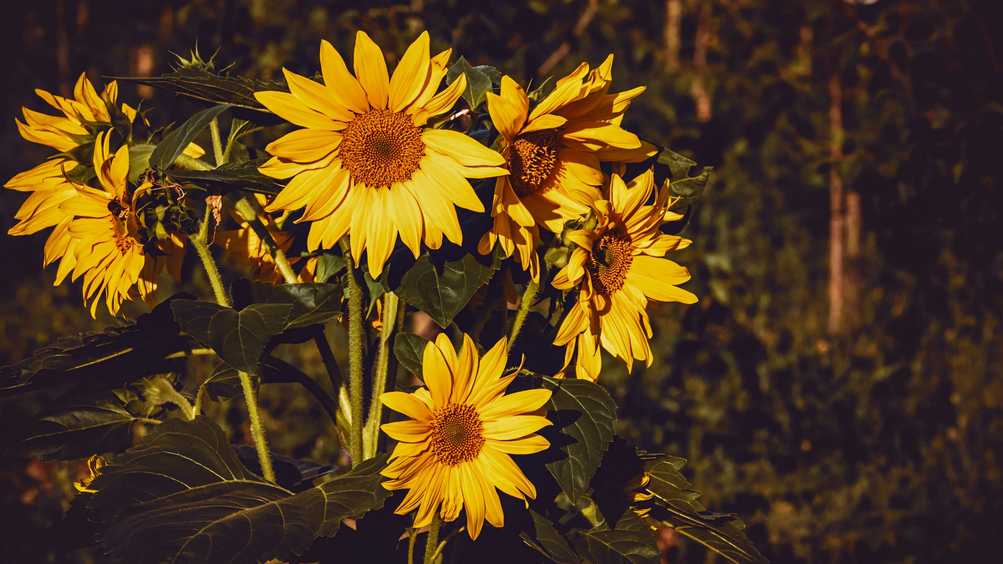 sunflower flowers yellow 4k 1692283620