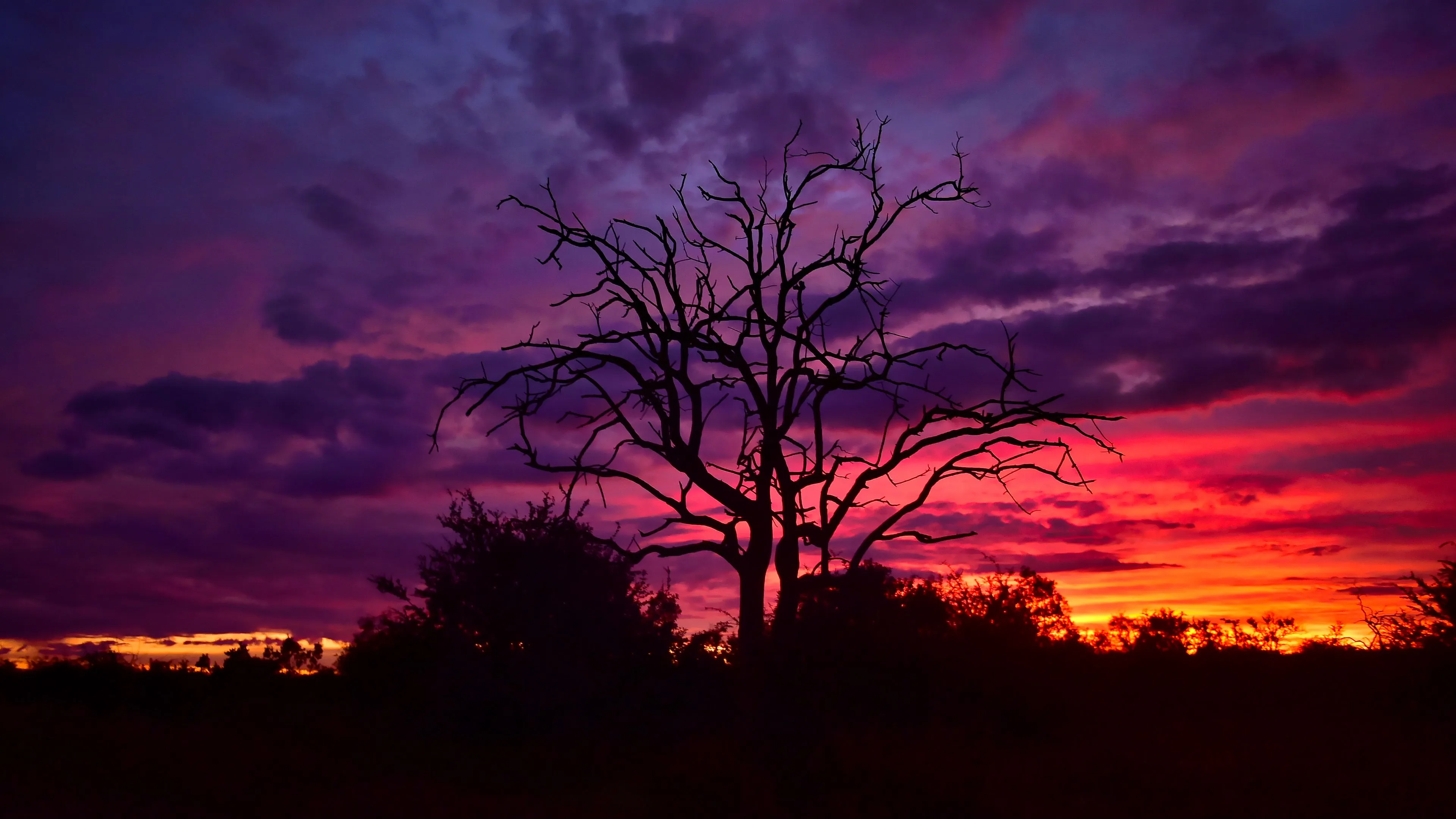 tree branches silhouettes clouds sky sunset 4k 1691849807