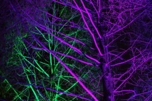 trees backlight neon purple green 4k 1692006750
