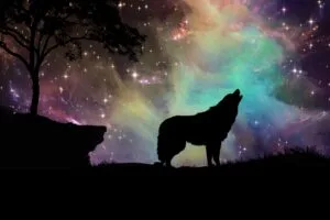 wolf starry sky silhouette art 4k 1691839434