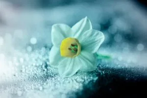 daffodil flower petals drops 4k 1695902017