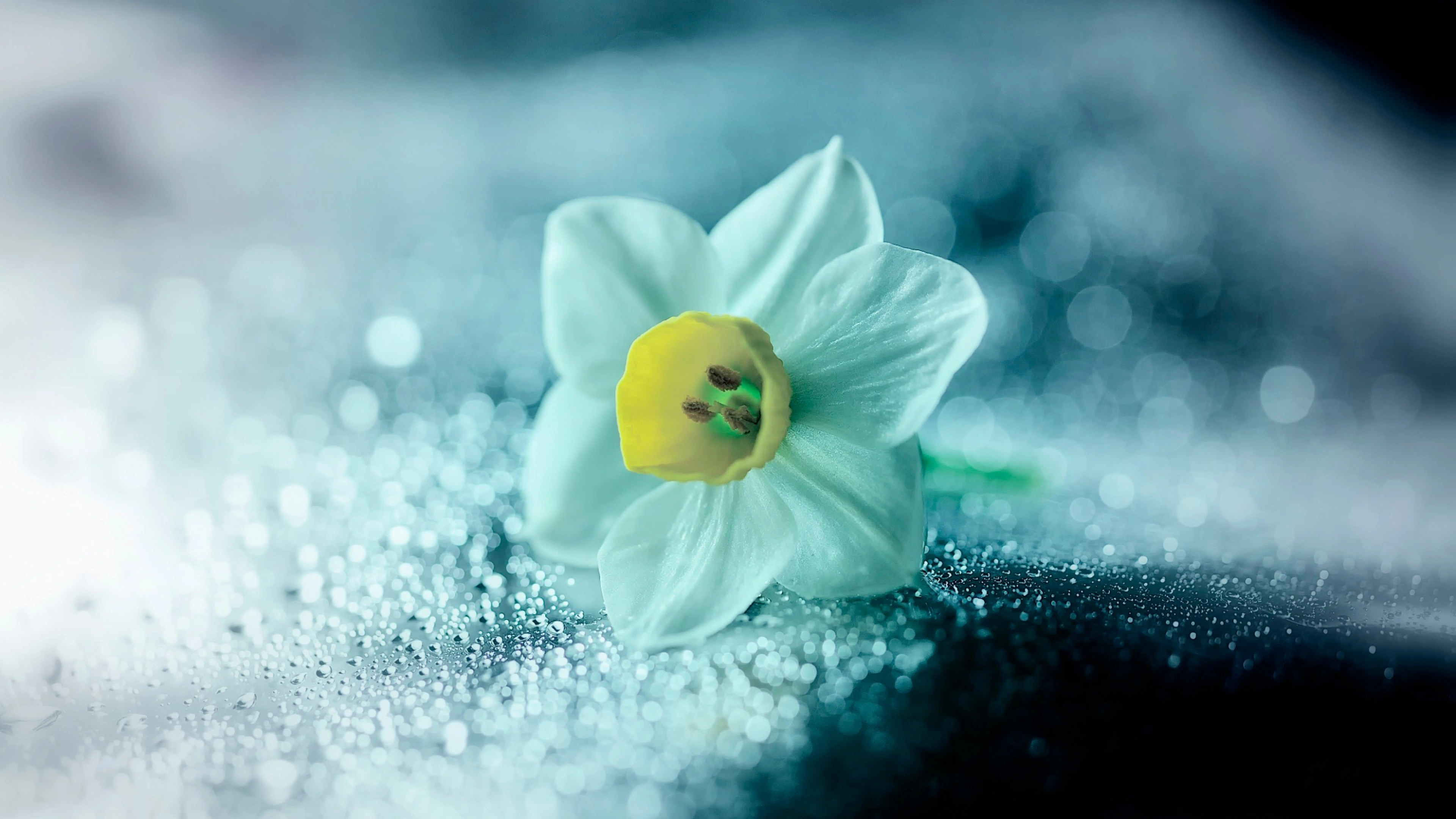 daffodil flower petals drops 4k 1695902017