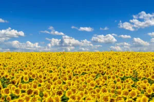 field of sunflowers 4k 1695888682