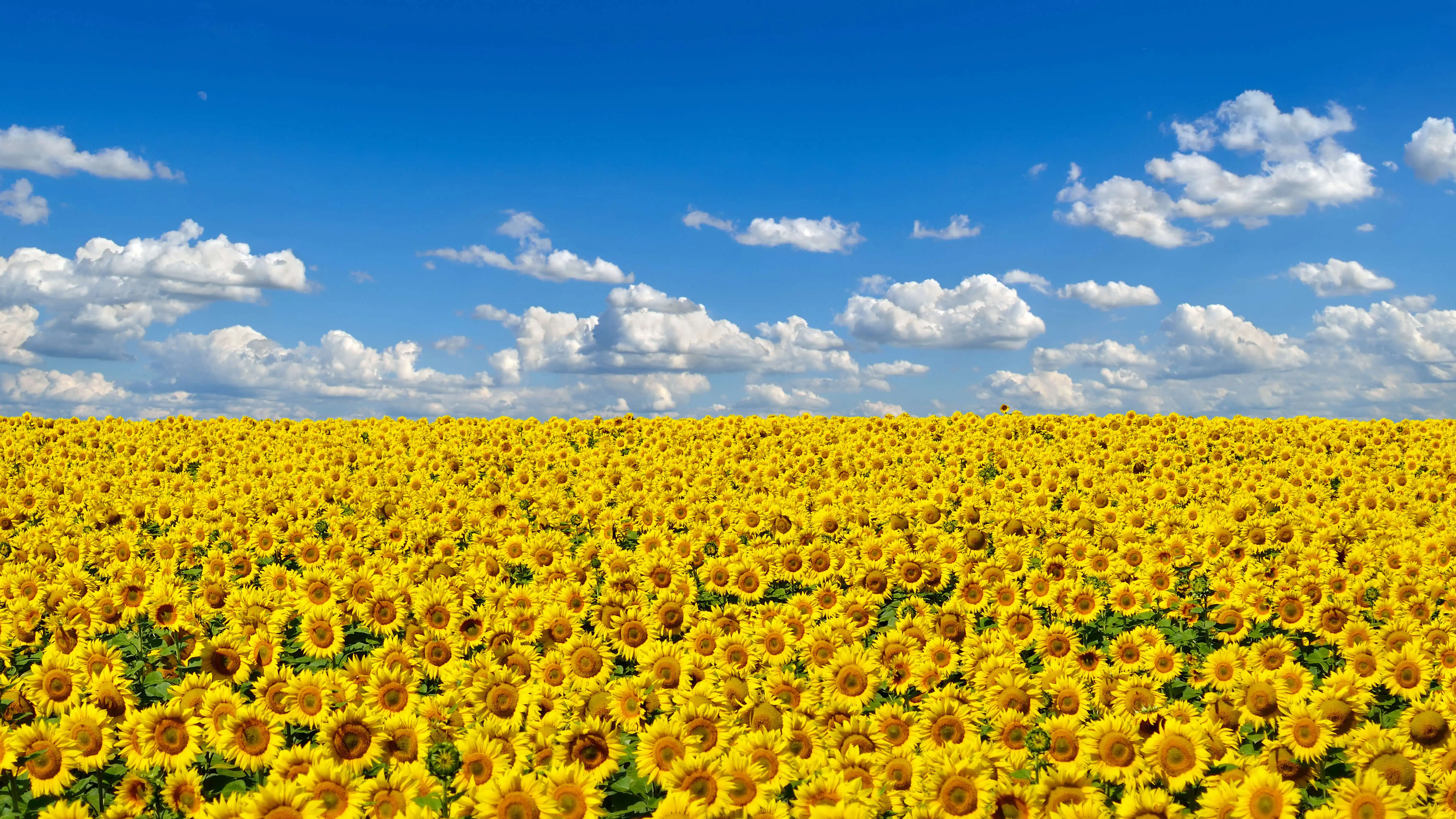 field of sunflowers 4k 1695888682