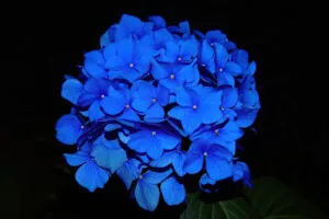 hydrangea dark flowers 4k 1695888679