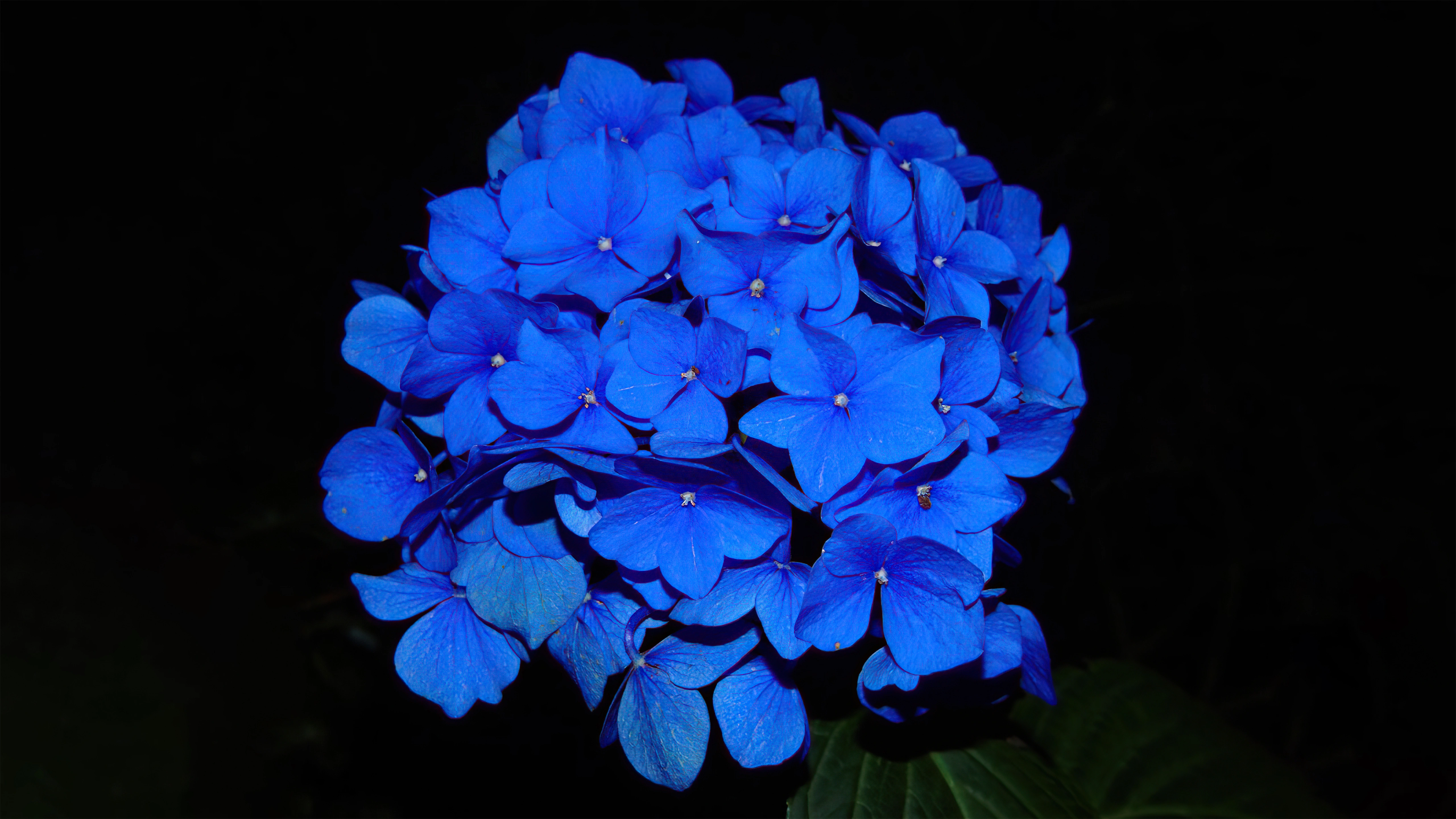 hydrangea dark flowers 4k 1695888679