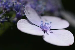 lavender flower petals 4k 1695896244