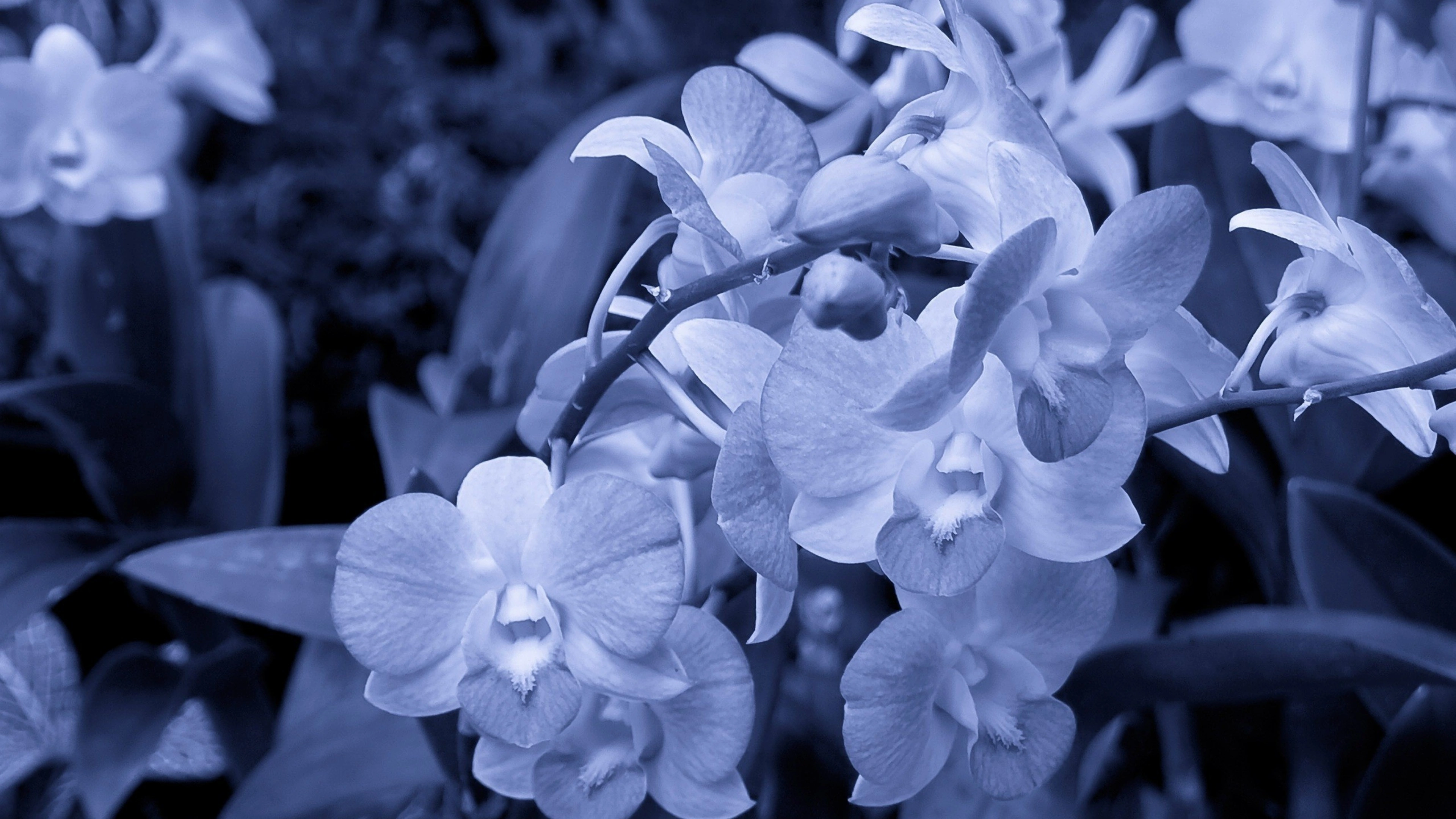 orchid flowers 4k 1695902017