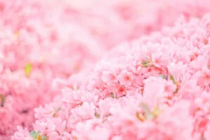 pink flowers minimal 1695888679