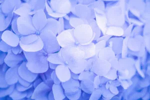 purple flowers minimal 1695888679
