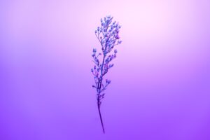 purple petal sky with stem 4k 1695888679
