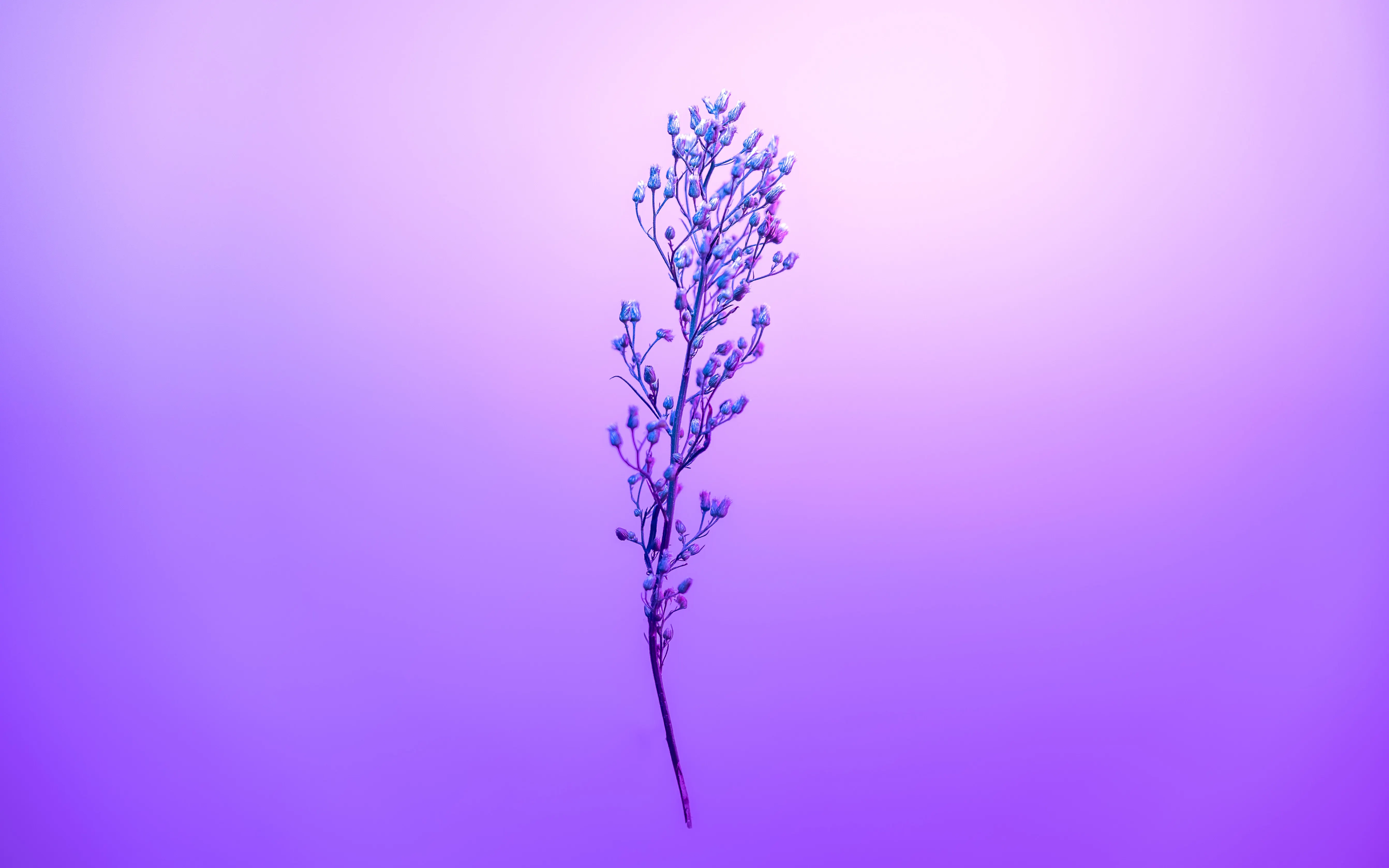 purple petal sky with stem 4k 1695888679