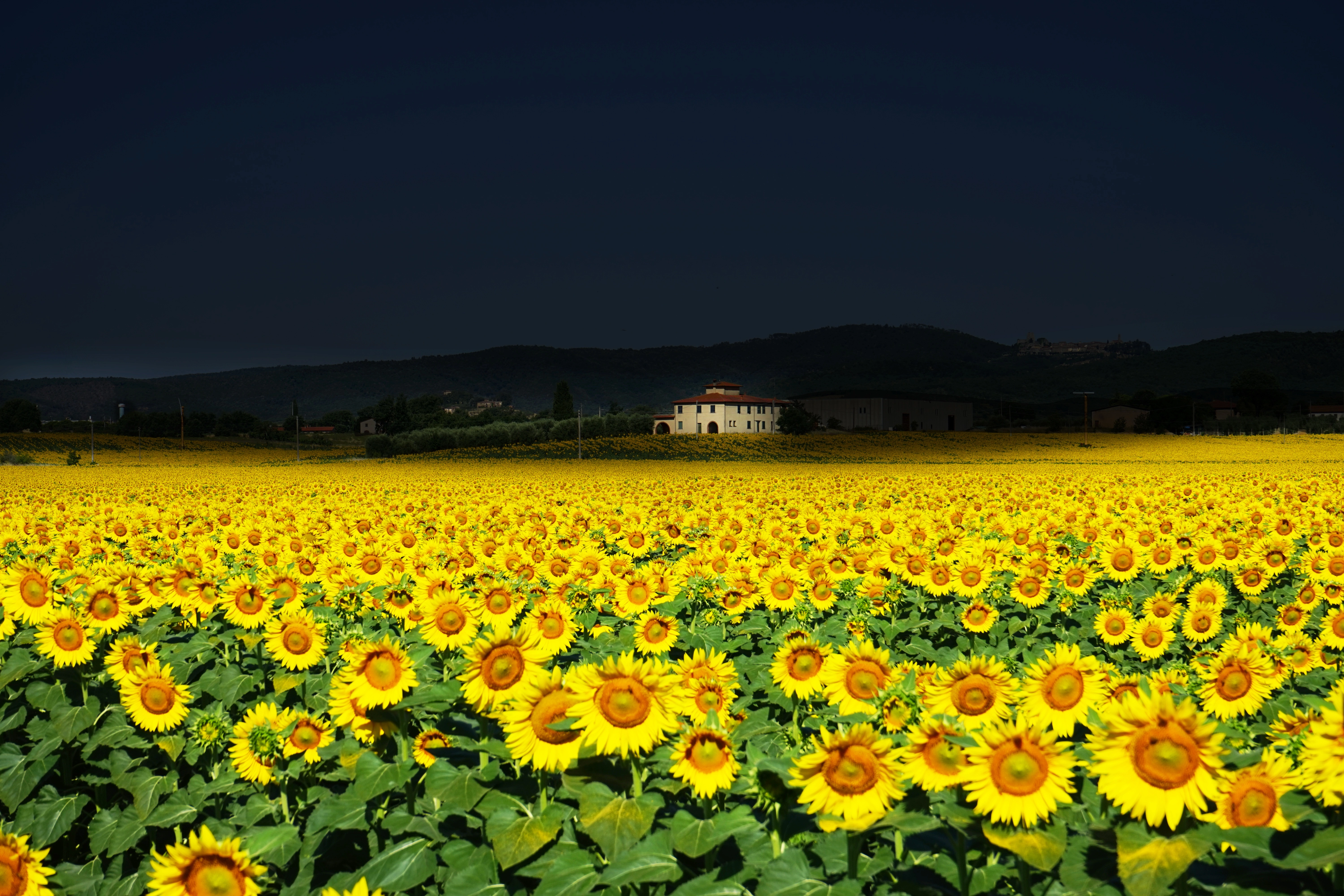 sunflower fields 4k 1695888682
